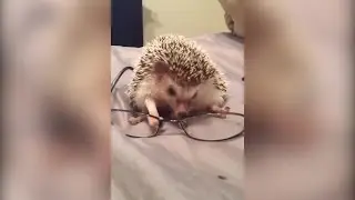 Unusual Pets