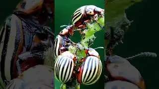 Integrated Pest Management and Biological Control