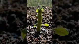Reverse - Plant  Growing