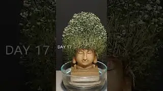 Growing chia seeds with buddha statue timelapse