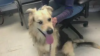 Los Angeles city animal shelters in trouble