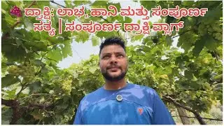 ದ್ರಾಕ್ಷಿ: ಲಾಭ, ಹಾನಿ ಮತ್ತು ಸಂಪೂರ್ಣ ಸತ್ಯ || Complete Grapes Vlog