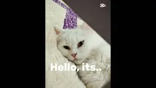 It's me😁😁 #catlife #cat #catifullife #tooexhausted #cute #catselife #toosleepy #funny #catselfie