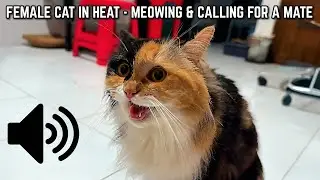 Female Cat in Heat &mdash; Meowing and Calling for a Mate - Cats Will Come to You!