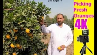 Visit to orange Garden LAYYAH Punjab!BY  PIND Punjab TV LAYYAH