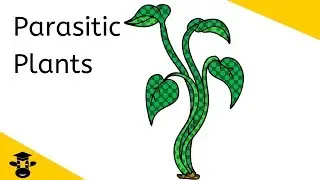 Parasitism Examples-Parasitic Plants