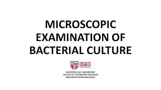 Microscopic Examination of Bacterial Culture