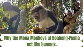 why the Mona Monkeys at Boabeng-Fiema Act Like Humans, Ghana.