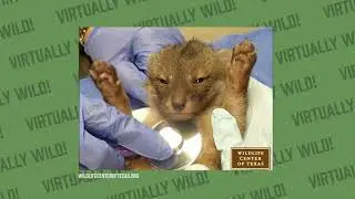 Randolph Watson, Wildlife Rehabilitation