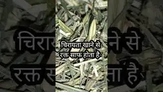 chirata ke fayde/चिरता पीने के फायदे/चिरायता का काढ़ा/चिरायता की तासीर कैसी होती है/चिरायता/chirata