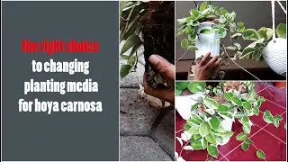 Hoya care hoya carnosa tricolour for beginner - GreenOnGreenTV