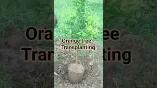 Transplanting orange tree #shorts #shortsfeed #shortvideo #pomilangerwala #villagevlog #vlog