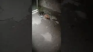 my cat #cat #kitten #cute #cutecat #cats #catshorts #catvideos #funny #funnycat