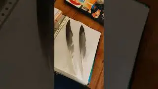 Feather collection: random others