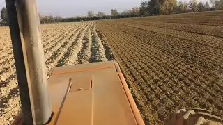 Fiat 880 with Heavy Alpego Rotary Harrow | Paolo Cavicchioli