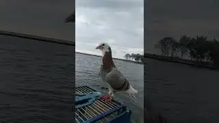 lepas merpati blontang