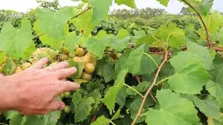 Granny Val Vs  Late Fry