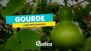 La calebasse ou gourde p&eacute;lerine