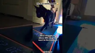Fat #cat uses running machine 😂 #funny #kitten #trending #catlover #shortvideo #cute