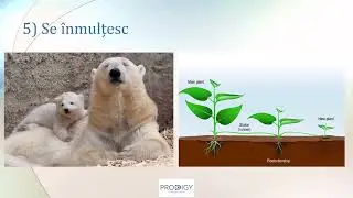 Caracteristici ale lumii vii