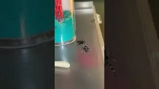 Jumping spider mating dance
