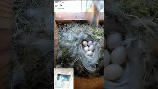 Black Redstart Still Nesting &ndash; Day 14 in 30 Seconds! 🪺