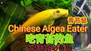 Chinese Algea Eater 青苔鼠 水草缸吃青苔的鱼