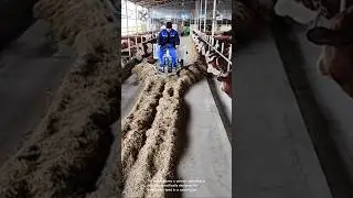 Spreads hay across the feeding area for the cows to eat