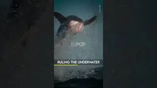 Dangerous Marine ANIMALS | EdPOP