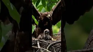 Thrilling Wildlife Drama: Eagle Mom Saves Chick from Snake