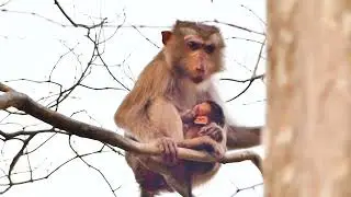 Monkey Marina (Popeye) gave birth to a baby when she took a lot of milk from her and became so thin