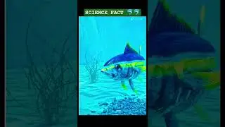Respiratory system of fish in 3d animation video #trending #neet #shortvideo 🐬🐬