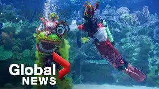 Lunar New Year: Cities around the world celebrate the Year of the Tiger