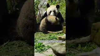 Cute Panda Video Collection 🐼 Videos Compilation Panda Culture #08
