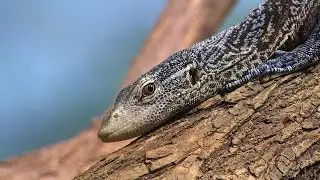 Odchov varanů v ostravské zoo