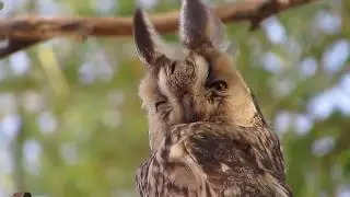 Long-eared Owl (Asio otus)  Nest - &Nu;&alpha;&nu;ό&mu;&pi;&omicron;&upsilon;&phi;&omicron;&sigmaf; - ,&Alpha;&rho;&kappa;ό&theta;&omicron;&upsilon;&pi;&omicron;&sigmaf; - Cyprus