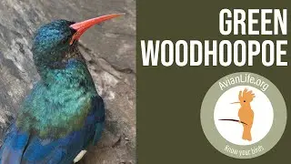 Green Woodhoopoe -digging for grubs - Phoeniculus purpureus