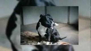 Shadow's Fund Dog Sanctuary