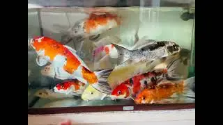 Ganda sa mata kapg my alaga isda sa bahay 🥰🥰 di po akin yan sa kaibigan ko po yan😂