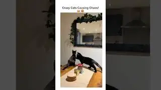 Crazy Cats Causing Chaos! 😹😂#cat  #cats  #funny