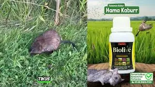 2x Semprot Hama Wereng, Tikus, Burung, & Penggerak Batang Padi LANGSUNG HILANG!