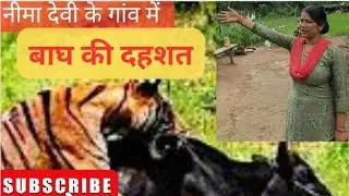 Tiger attack in Jim Corbett National Park near “The Airavat “