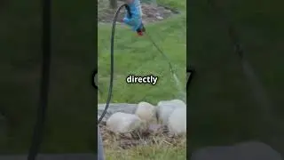 Как уничтожить сорняки с помощью соли