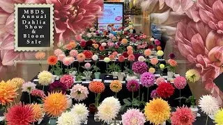 😍 EVERY DAHLIA! 2023 Monterey Bay Dahlia Society Annual Dahlia Capitola California Show