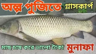 গ্লাস কার্প মাছ চাষ পদ্ধতি [] অল্প পূজিত ভালো মুনাফা [] Glass carp fish fry sale l