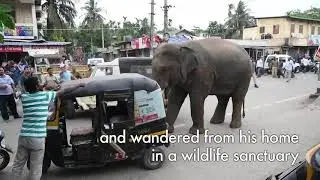 Jumbo commotion as wild bull elephant lumbers into Indian city