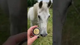 The Carthusian Horse 1,5 Euro 1 Oz Gold Coin is horse approved!  #emkcoins #goldcoin