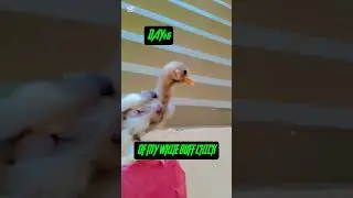 DAY#6 OF MY WHITE BUFF CHICK  #subscribers