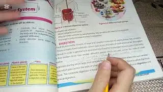 Class6|Chapter 4|Topic|Digestion and its two Types|Chapter 3|Exercise and Mcqs