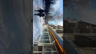 Как рассуждают лисьи ранги